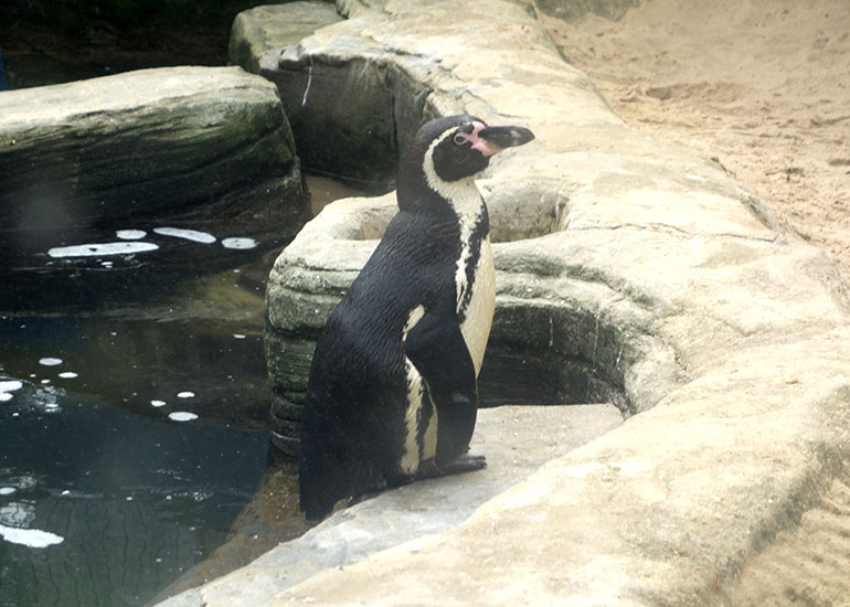 Photo of Badger was taken by the King family on 28th May 2015