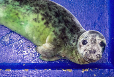 Agadoo - Photo Credit Asa Samuel