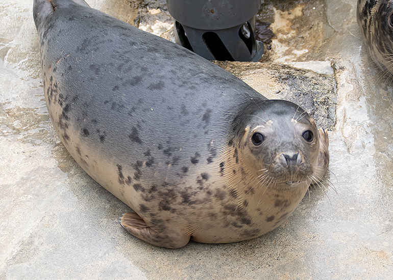 Alice in Wonderland, rescued seal pup