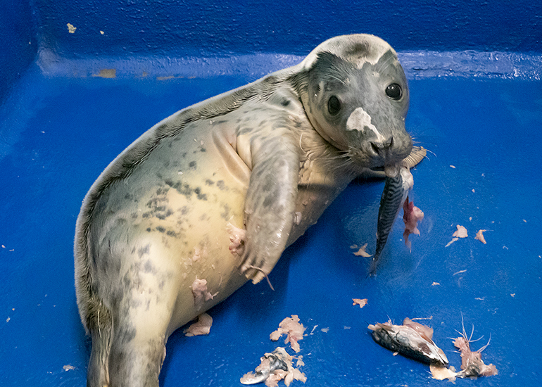 Alice in Wonderland, rescued seal pup