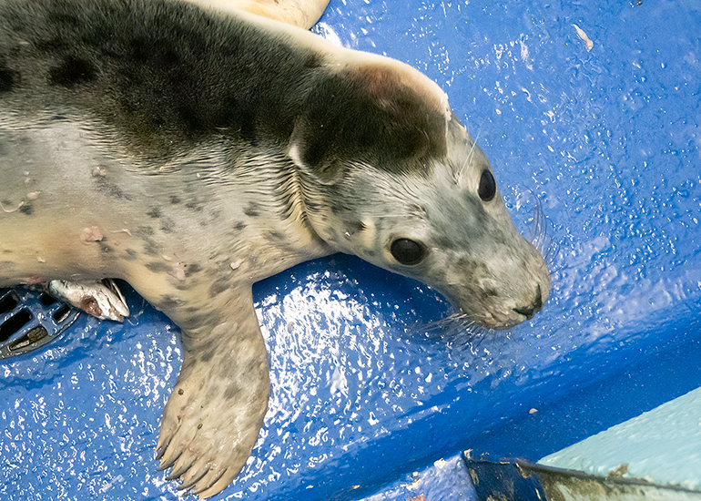 Alice in Wonderland, rescued seal pup