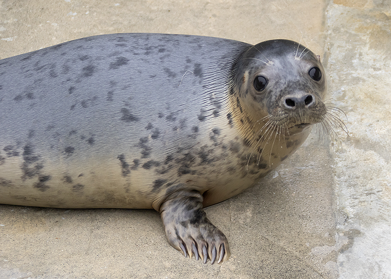 Alice in Wonderland, rescued seal pup