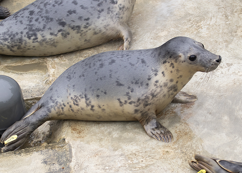 Alice in Wonderland, rescued seal pup