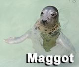 Maggot