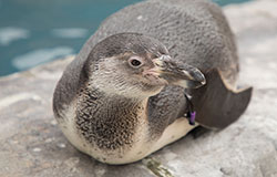 Animal Adoptions