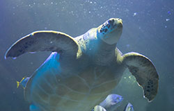 Animal Adoptions