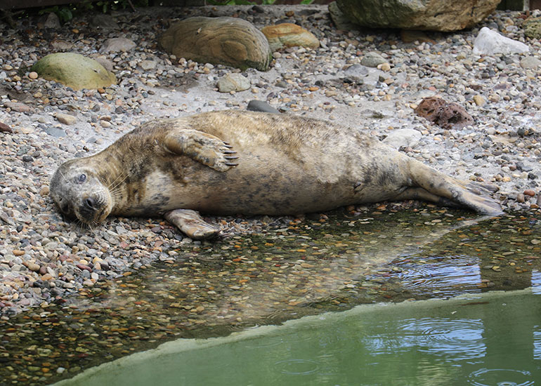 Annie, Grey Seal at Scarborough SEA LIFE Sanctuary in June 2015