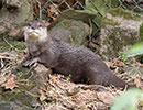 Apricot, Asian short-clawed Otter