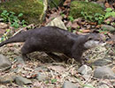Apricot, Asian short-clawed Otter
