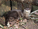 Apricot, Asian short-clawed Otter