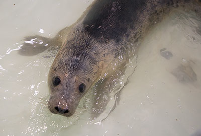 Aquamenti