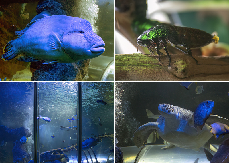 Aquarium