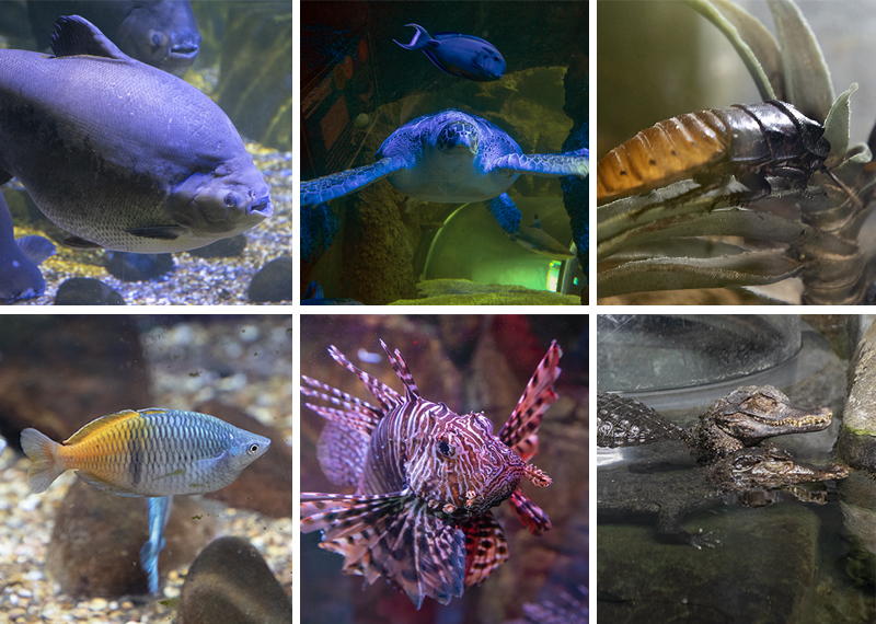 Aquarium