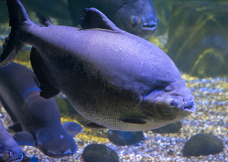 Black Pacu