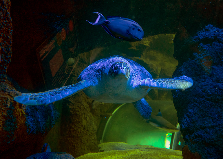 Ernie - the Green Sea Turtle