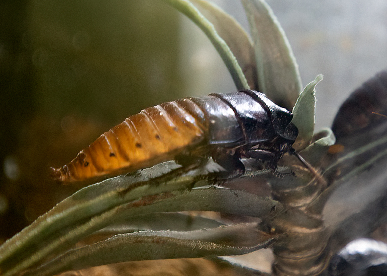 Hissing Cockroaches