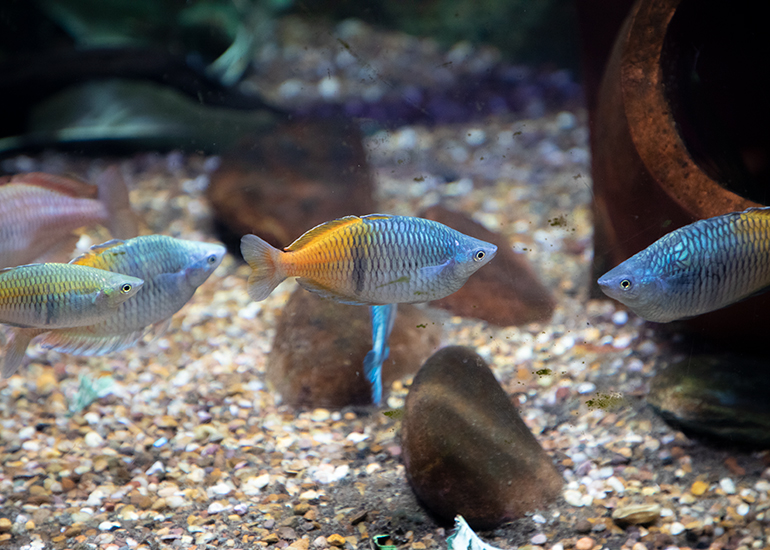 Rainbowfish