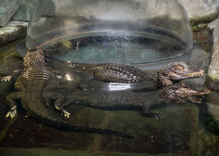 Cuvier's Dwarf Caimen Crocodiles