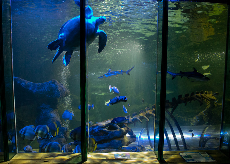 The Ocean Tank