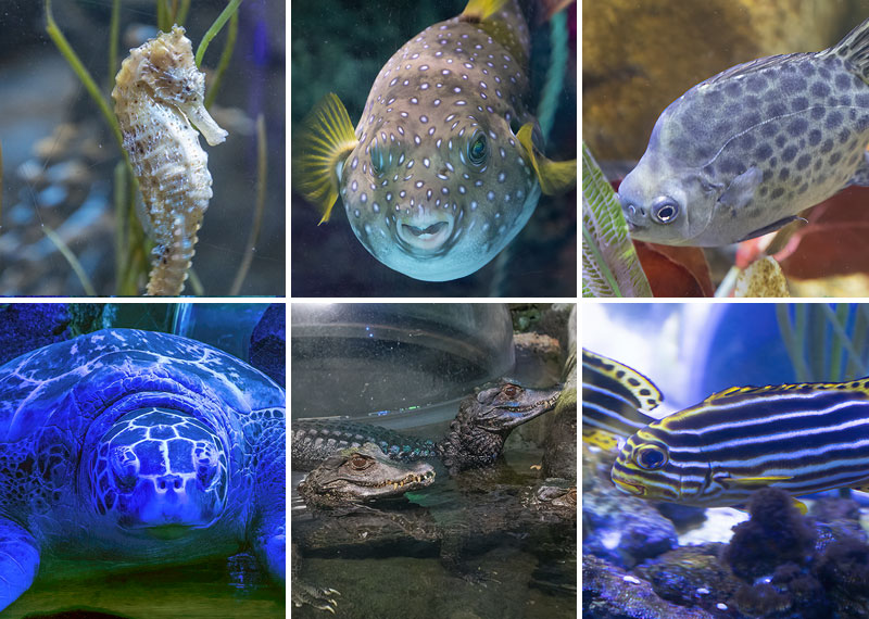 Aquarium