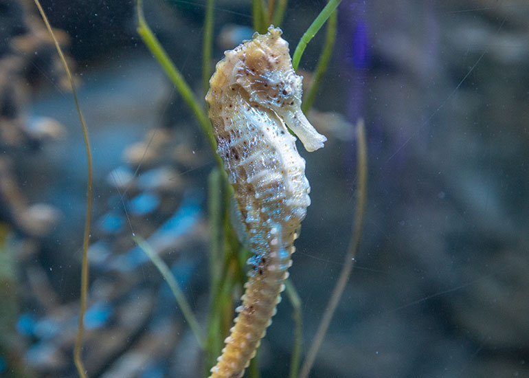 Yellow Seahorse