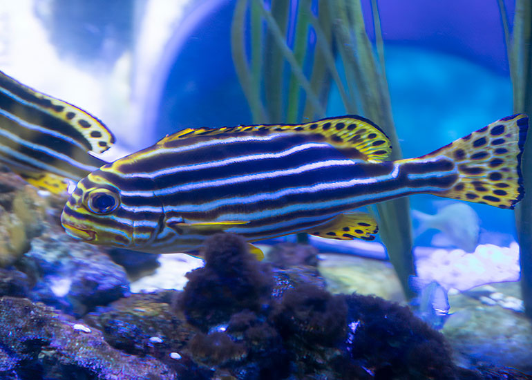 Oriental Sweetlips