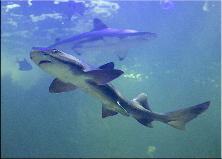 Hunstanton Sea Life Sanctuary