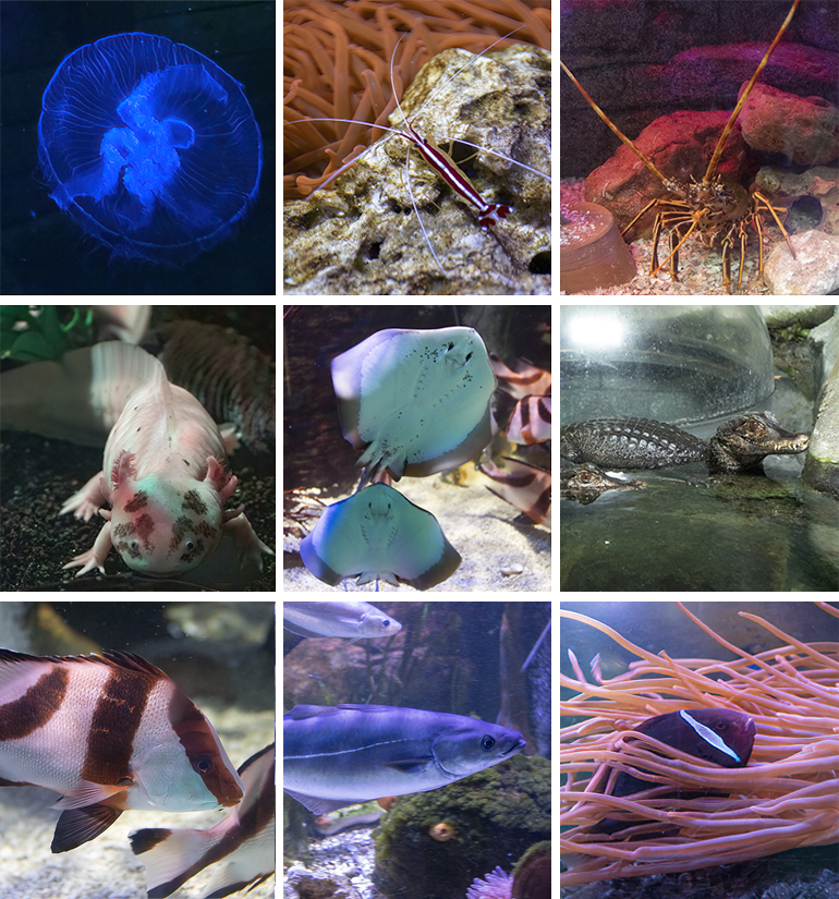 Aquarium