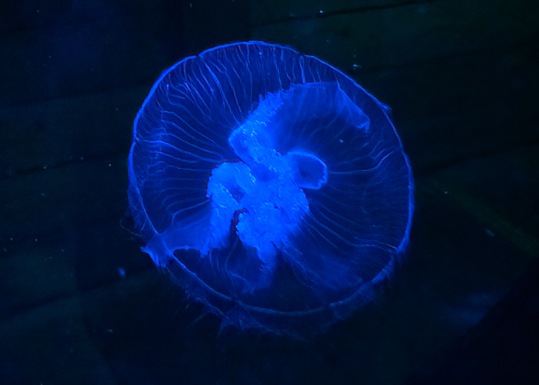 Moon Jellyfish