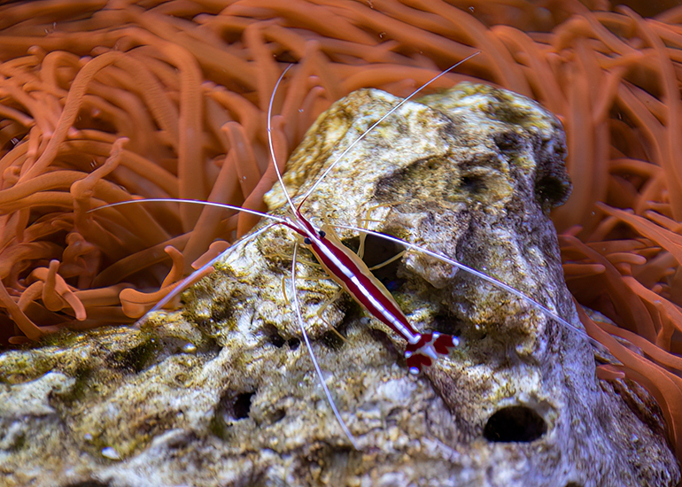 Skunk Cleaner Shrimp