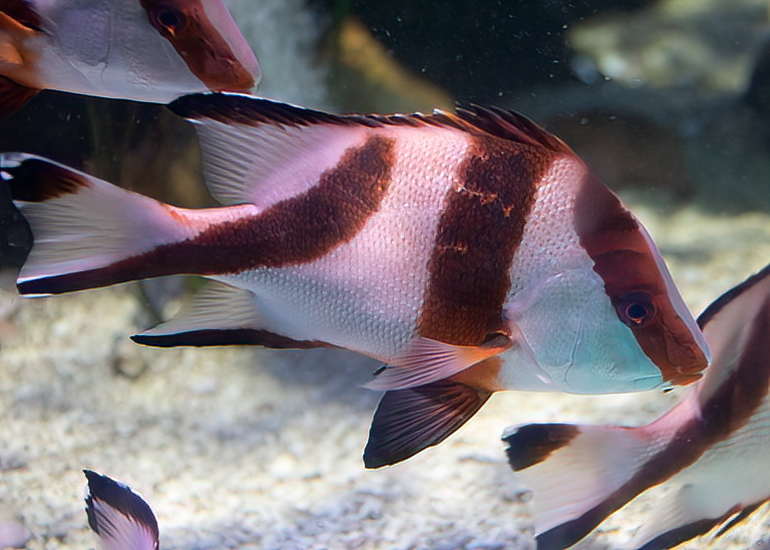 Emperor Snapper