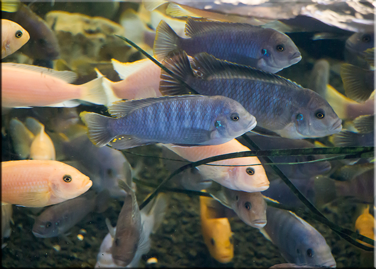 Malawi Blue Dolphin Cichlid and Yellow Prince Cichlid