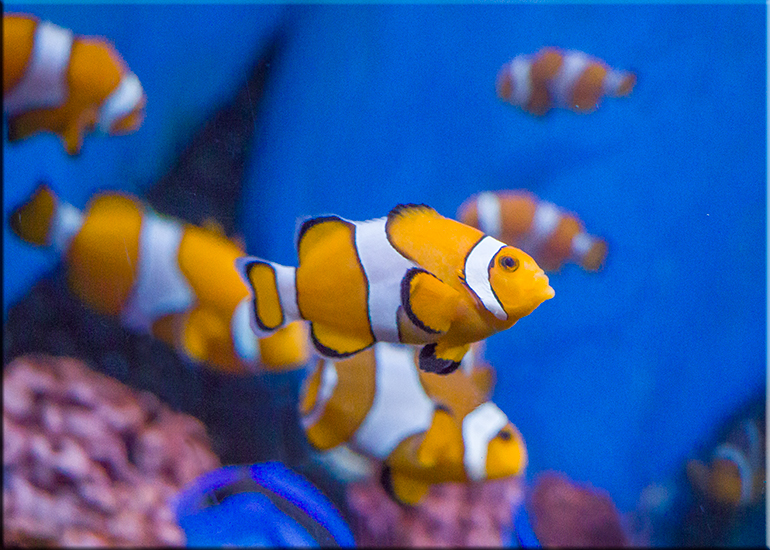 Hunstanton Sea Life Sanctuary