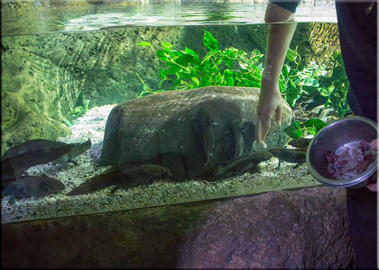 Aquarium