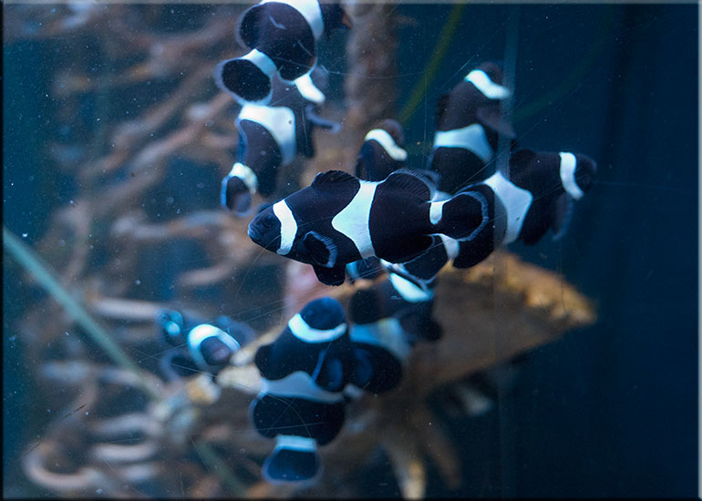 Aquarium