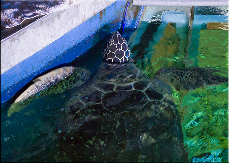 Aquarium photos