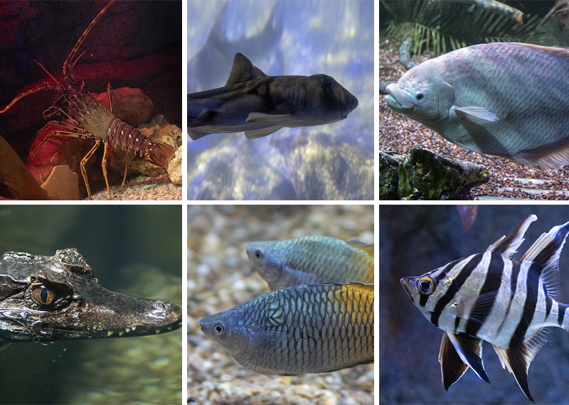 Aquarium