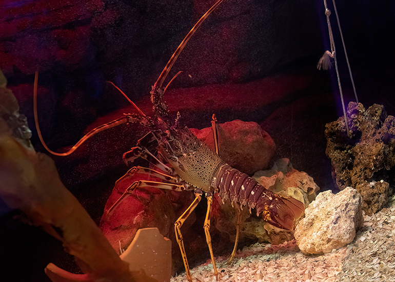 Spiny Lobster
