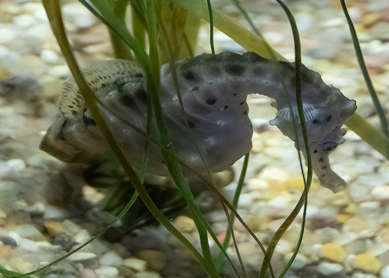 Big Bellied Seahorse