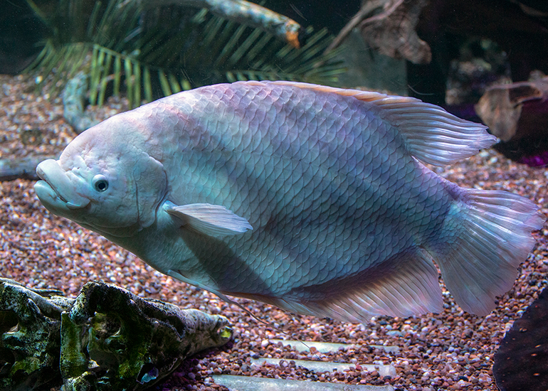 Giant Gourami