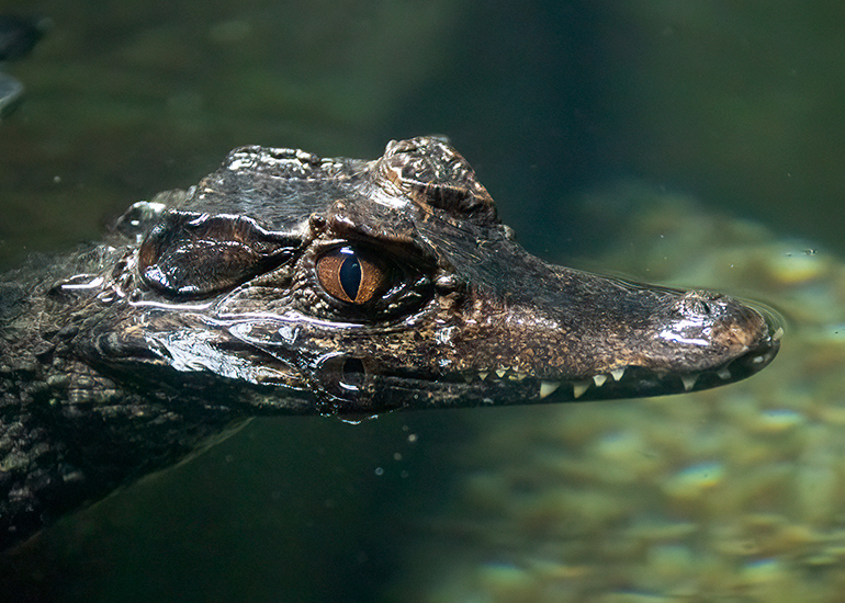 Cuvier´s Dwarf Caimen Crocodiles
