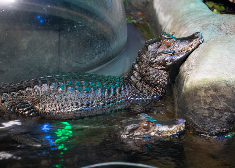 Cuvier's Dwarf Caiment Crocodiles
