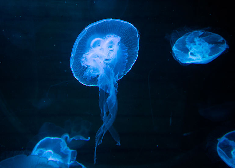 Moon Jellyfish