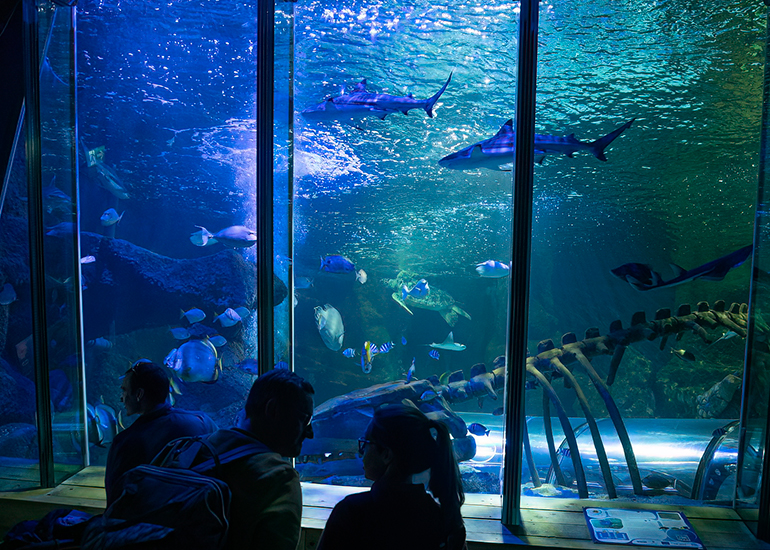 Ocean Tank