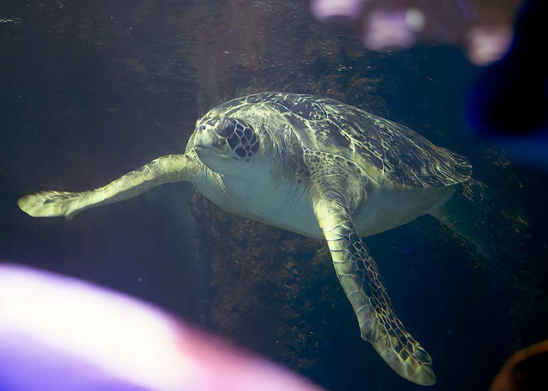 Green Sea Turtle