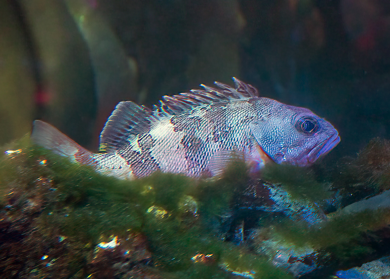 Pufferfish