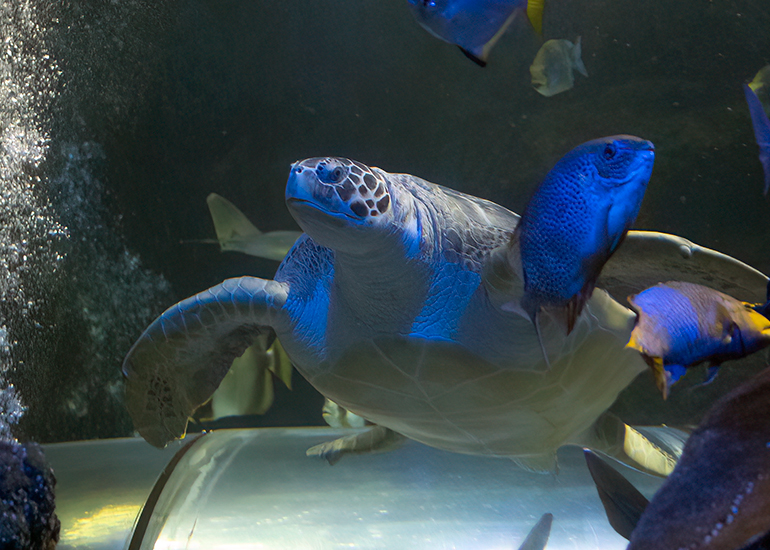 Ernie, the Green Sea Turtle