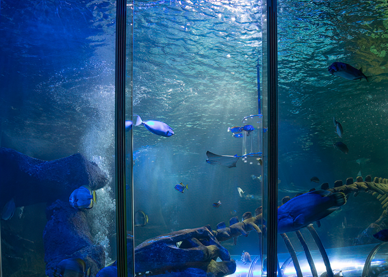 Ocean Tank