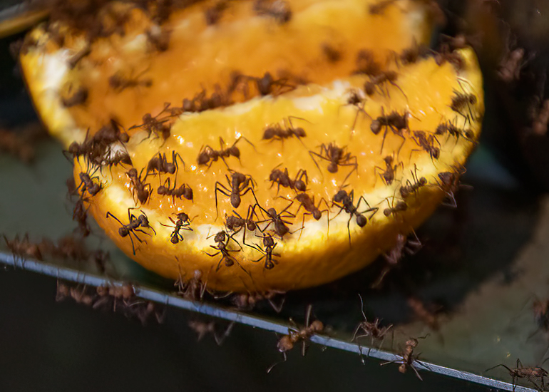 Leaf Cutter Ants
