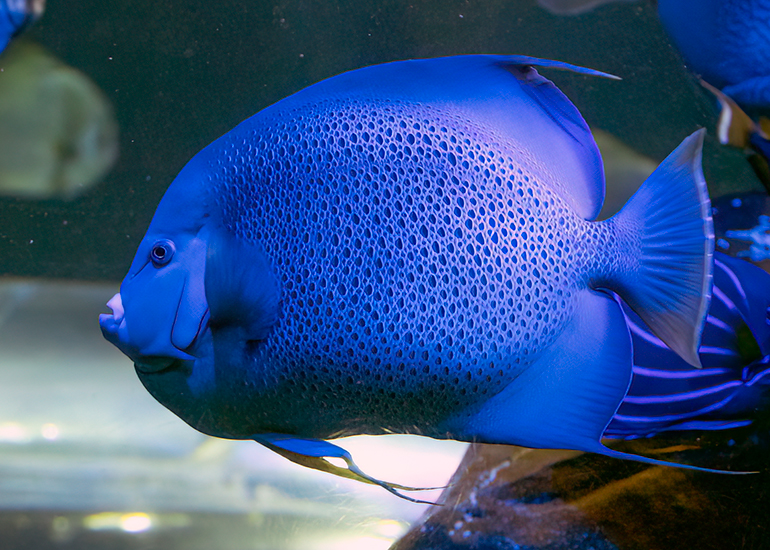 French Angelfish